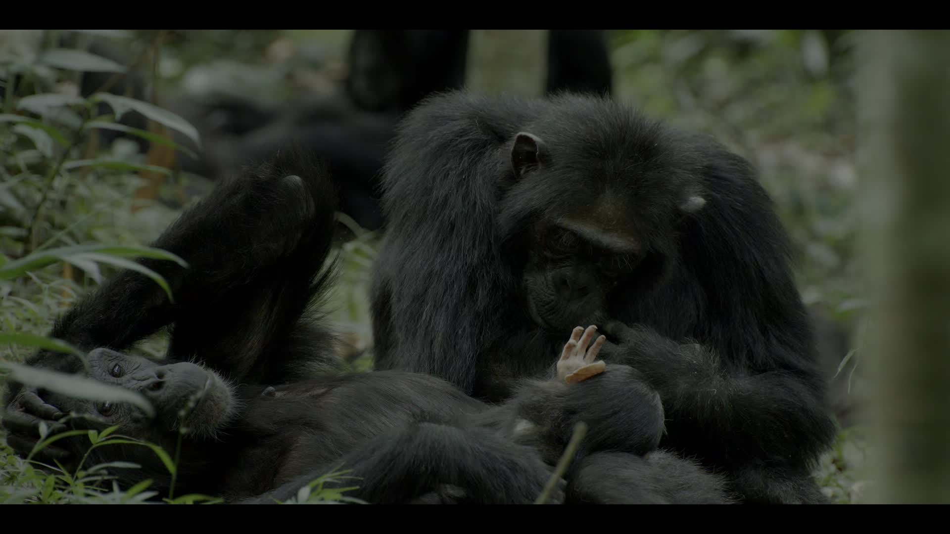 Simpanzi rise S01E03 Valka