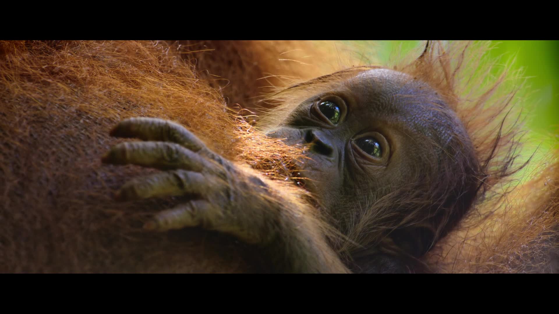 Tajný život orangutanů 2024 DOCU CZ dabing HD