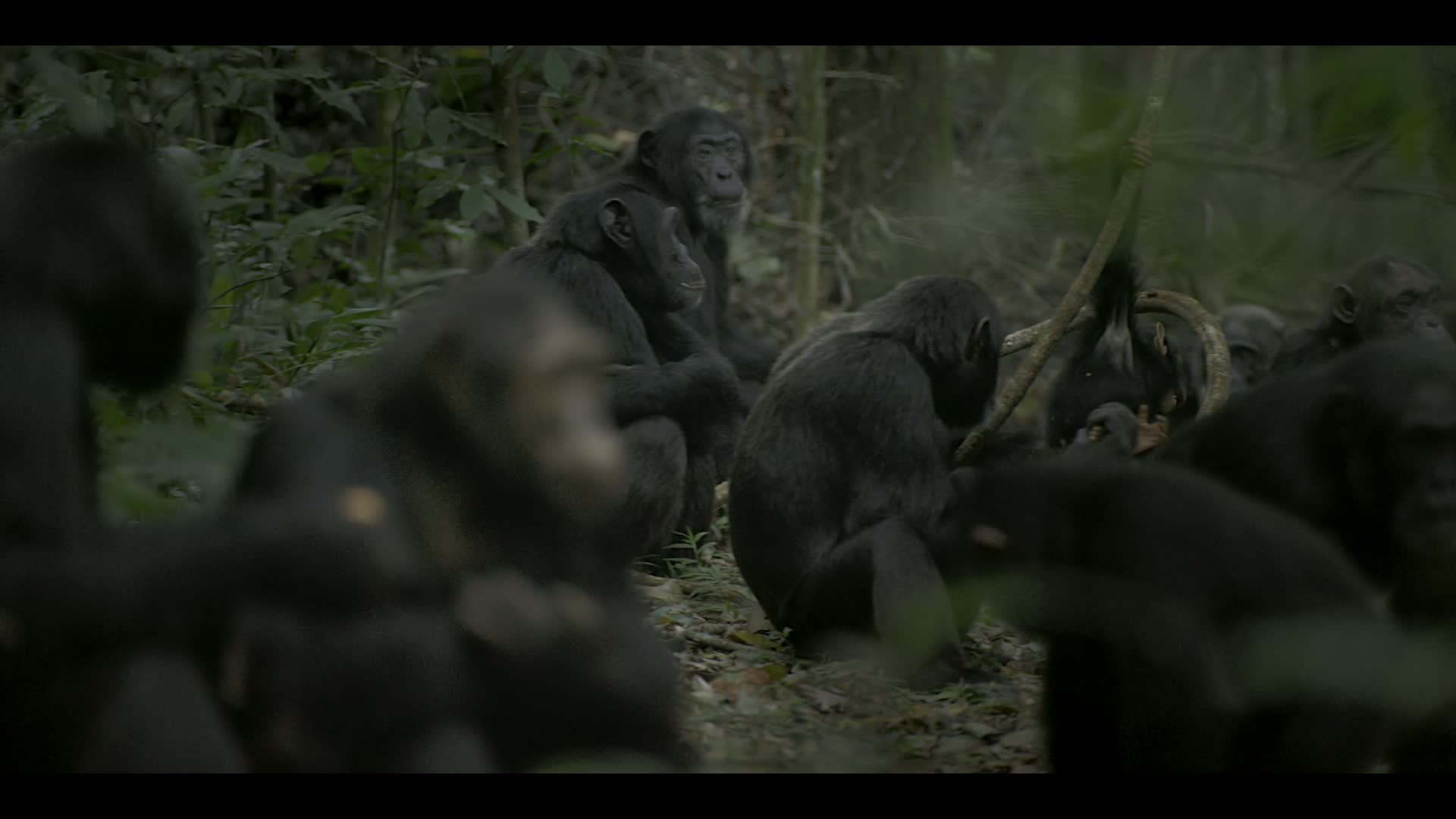 Simpanzi rise S01E01 Raj