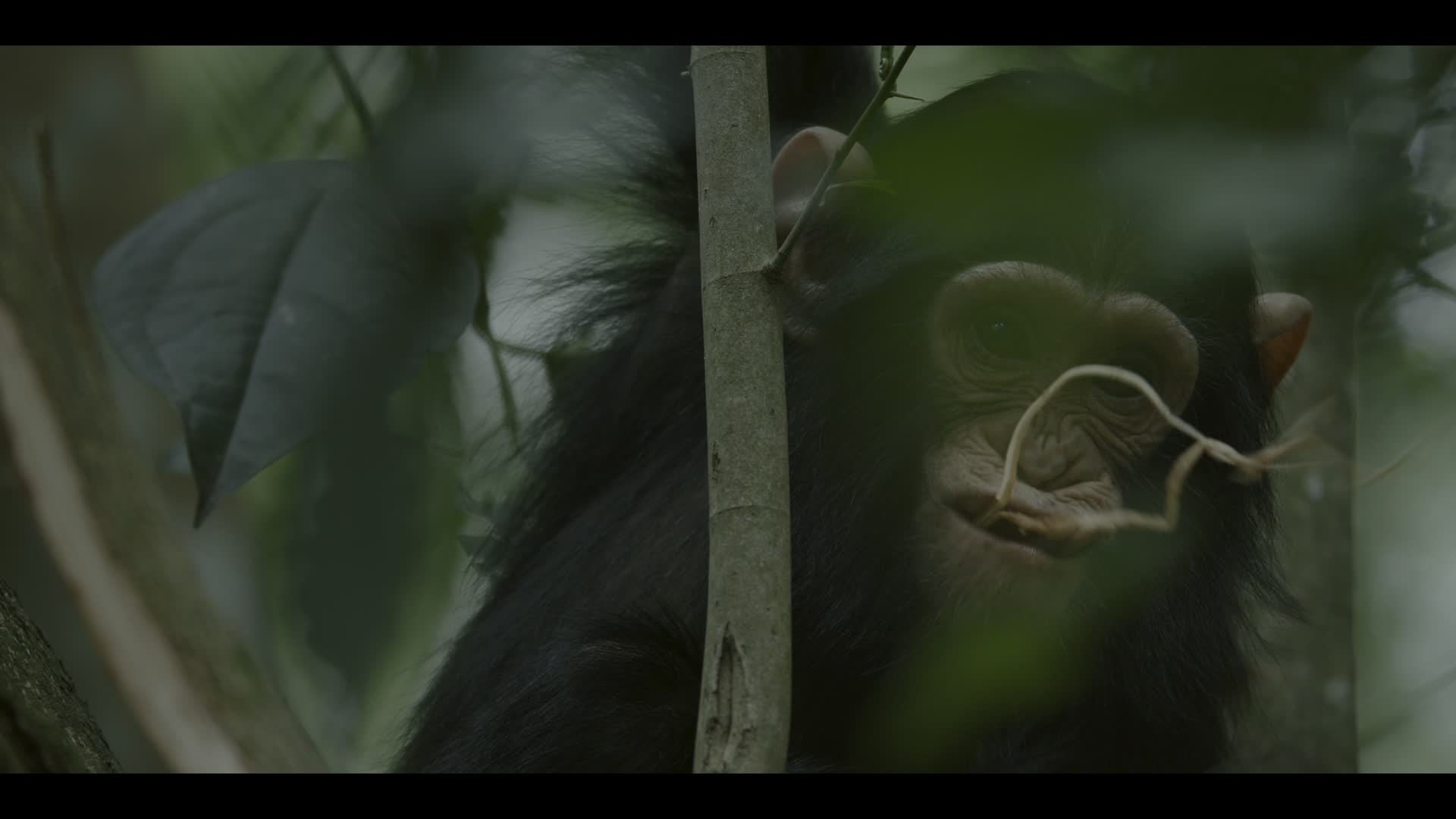 Simpanzi rise S01E02 Ti druzi
